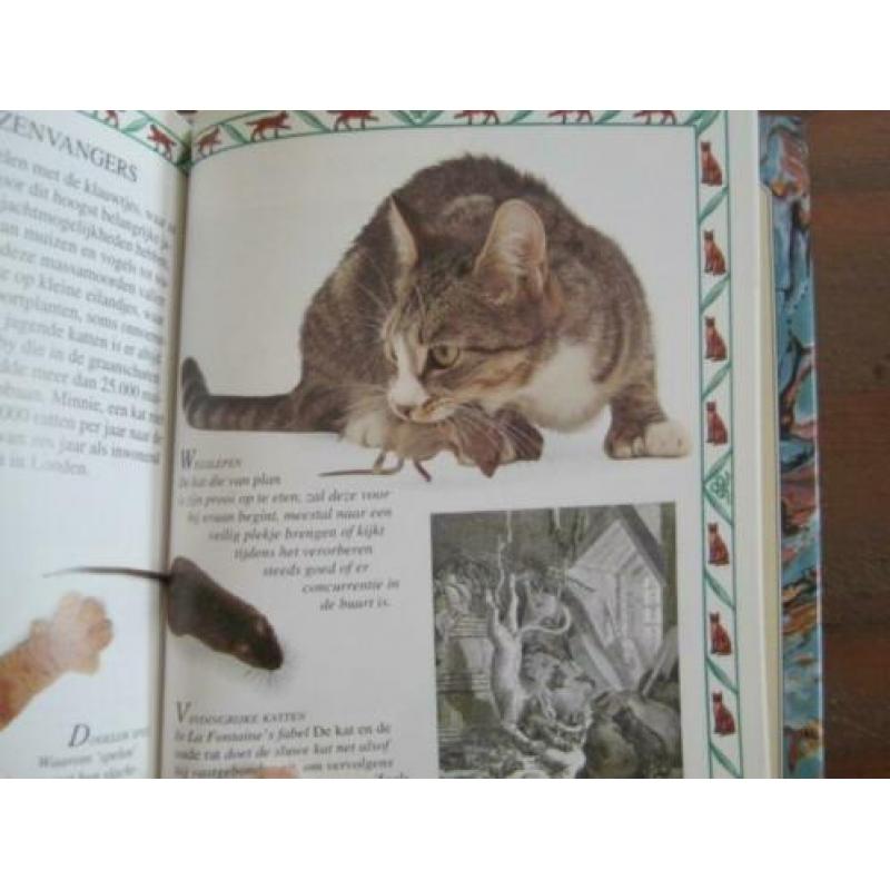 Kattekwaad Poes zie foto`s nr 4478