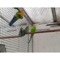 2 paartjes wildkleur grasparkietjes