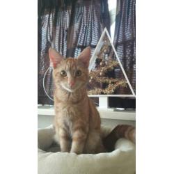 Hele Lieve Aanhankelijke Helemaal Oranje Kitten Kat Kater