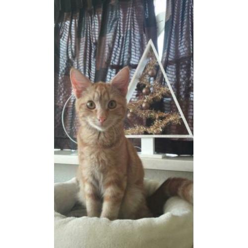 Hele Lieve Aanhankelijke Helemaal Oranje Kitten Kat Kater