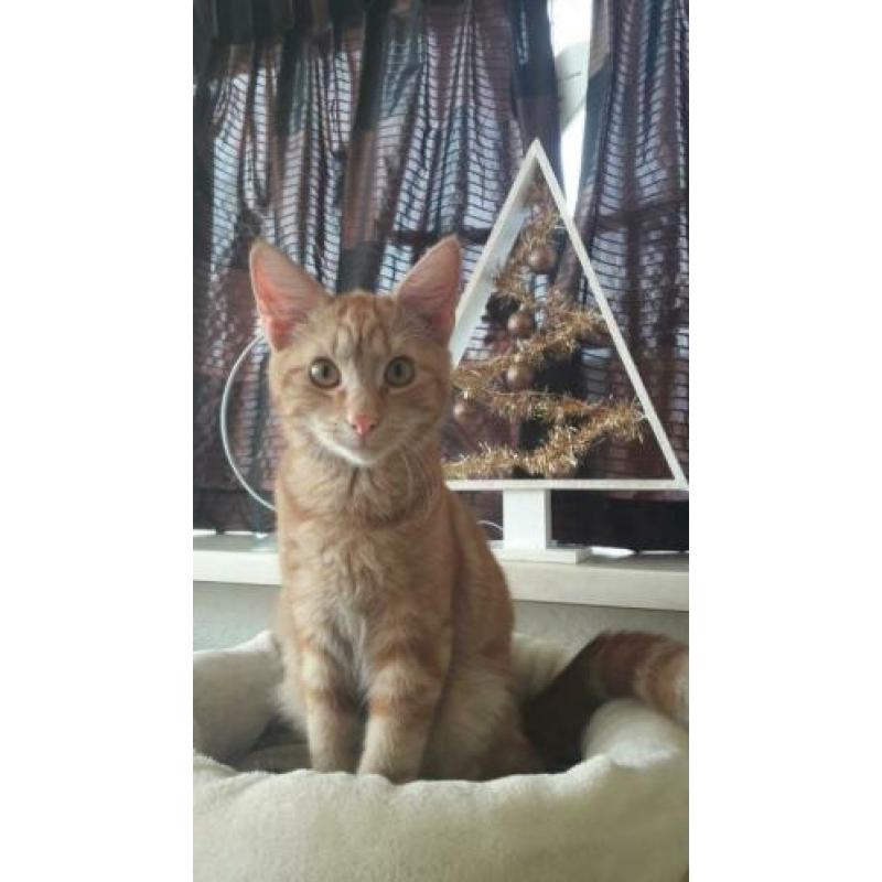 Hele Lieve Aanhankelijke Helemaal Oranje Kitten Kat Kater