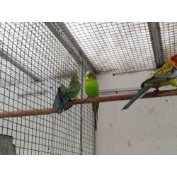 2 paartjes wildkleur grasparkietjes