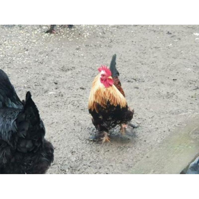 Gratis Cochin kriel haan
