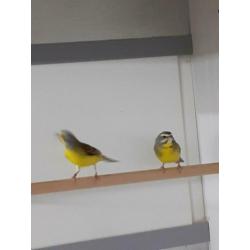 Mozambiquesijs Mozambiquesijzen