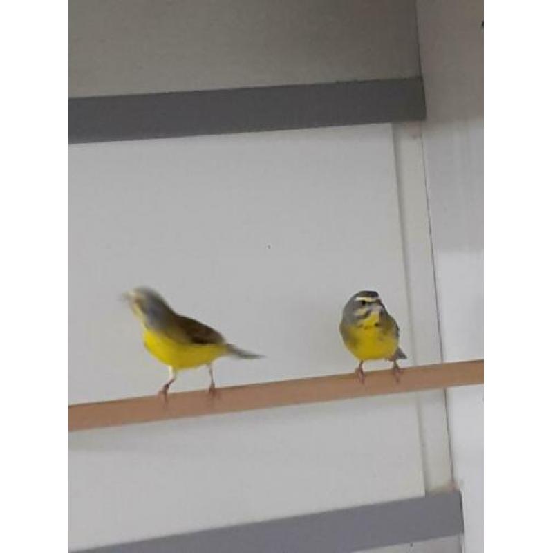Mozambiquesijs Mozambiquesijzen