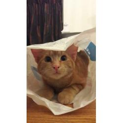 Hele Lieve Aanhankelijke Helemaal Oranje Kitten Kat Kater