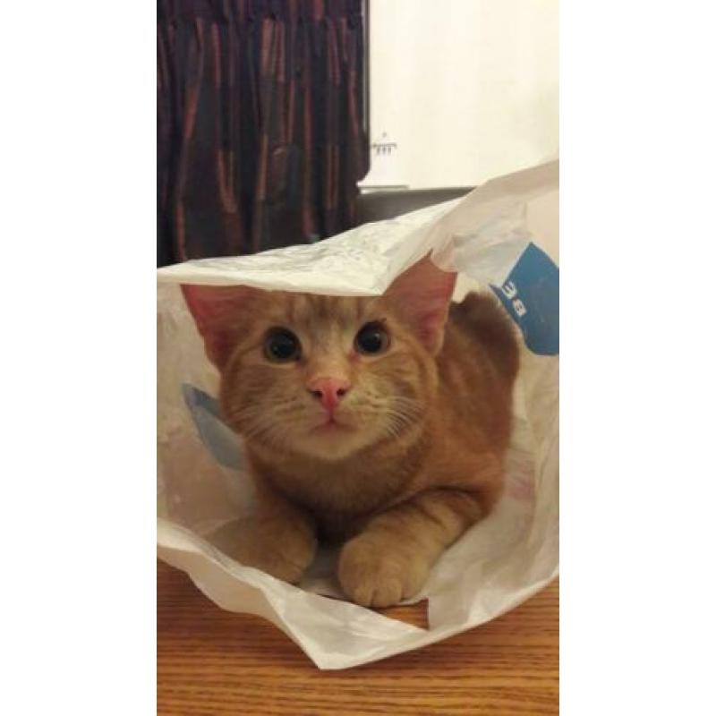 Hele Lieve Aanhankelijke Helemaal Oranje Kitten Kat Kater