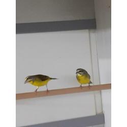 Mozambiquesijs Mozambiquesijzen