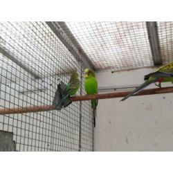 2 paartjes wildkleur grasparkietjes