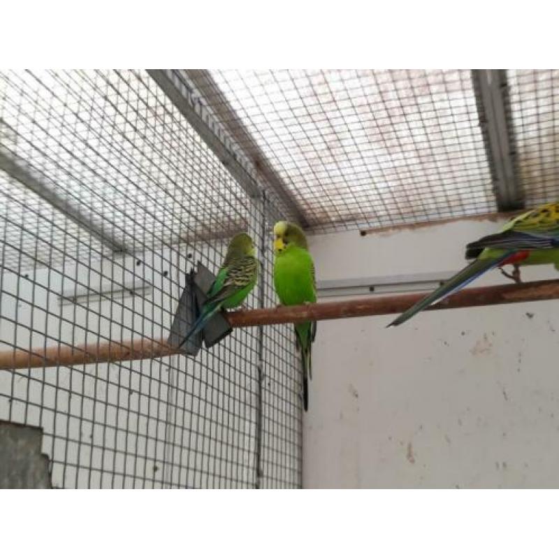2 paartjes wildkleur grasparkietjes