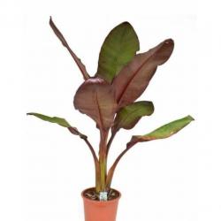 Ensete Ventricosum 'maurellii' - Rode Bananenplant 640-660cm