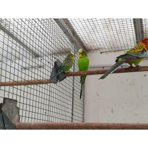 2 paartjes wildkleur grasparkietjes
