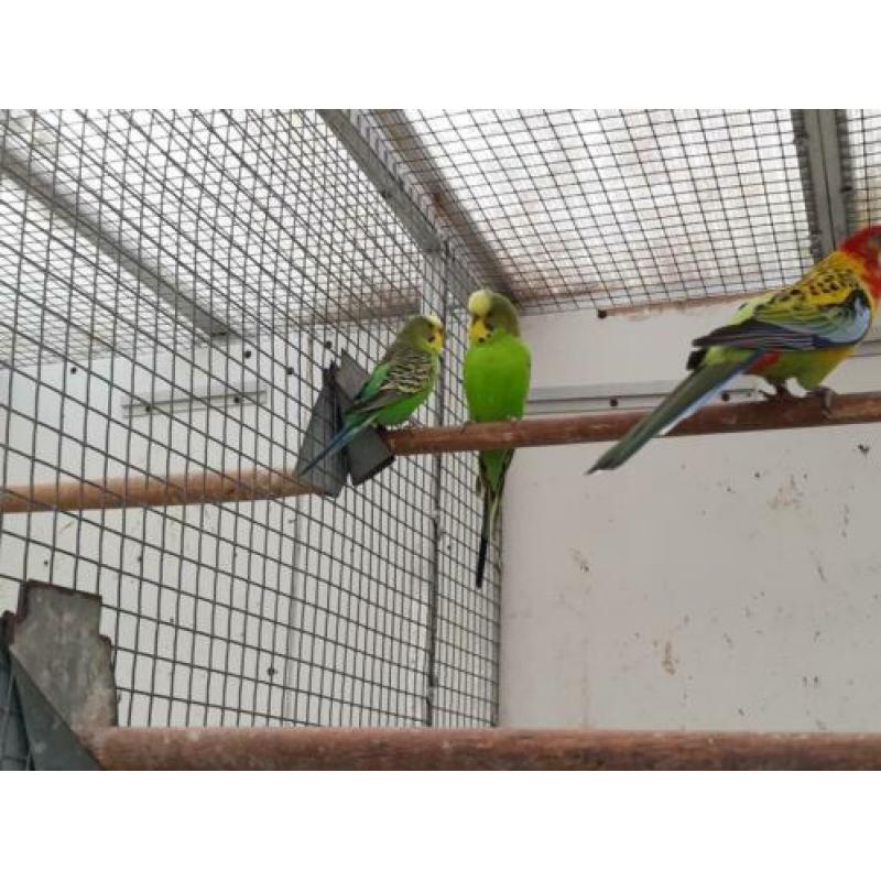 2 paartjes wildkleur grasparkietjes