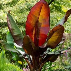 Ensete Ventricosum 'maurellii' - Rode Bananenplant 640-660cm
