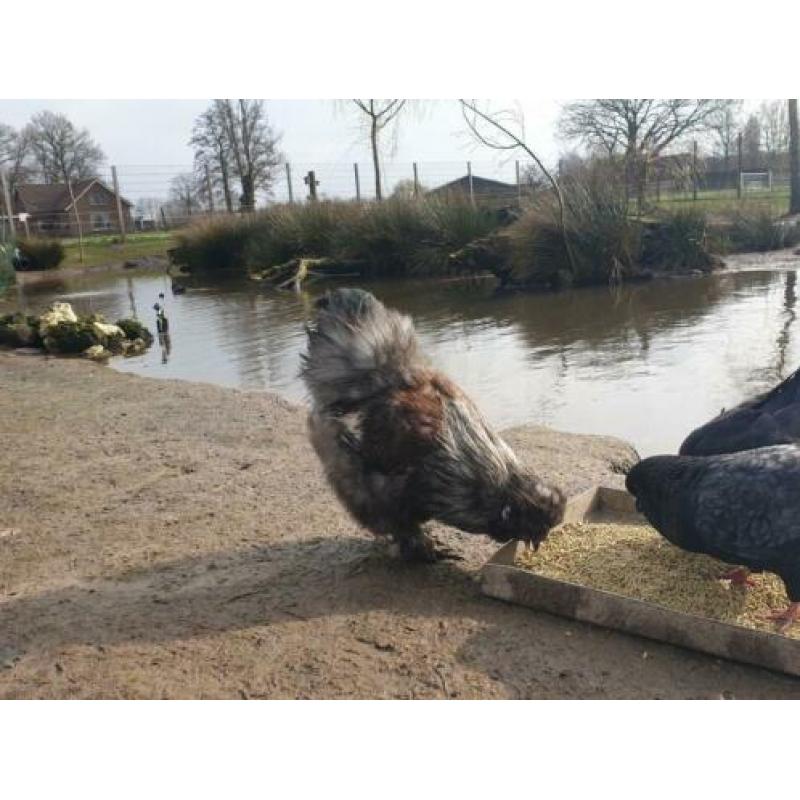 10 zijdehoenders koppel