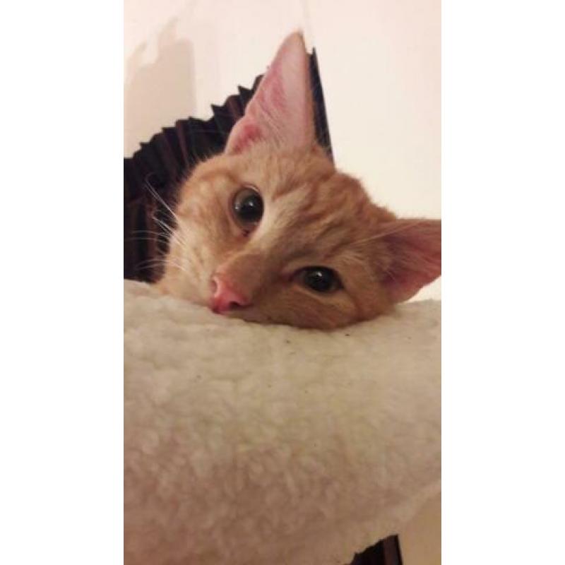 Hele Lieve Aanhankelijke Helemaal Oranje Kitten Kat Kater