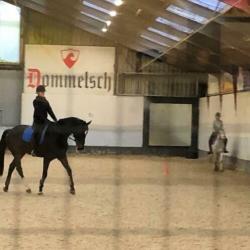 Bijrijder aangeboden/ verzorgpaard gezocht