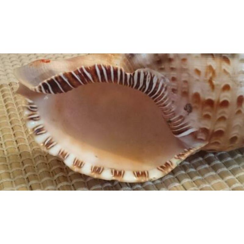 Charonia Variegata slakken schelp