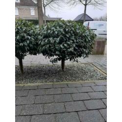 Laurier op stam