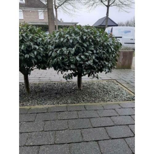 Laurier op stam