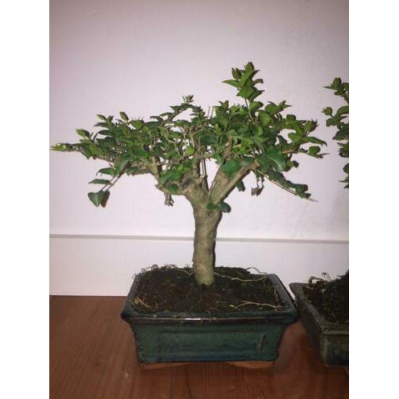 Bonsai Ligustrum Liguster indoor tree 20-25cm