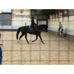 Bijrijder aangeboden/ verzorgpaard gezocht