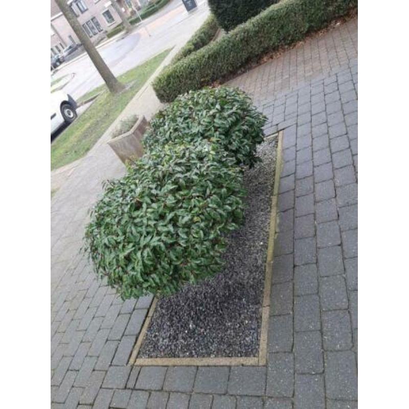 Laurier op stam