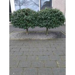Laurier op stam