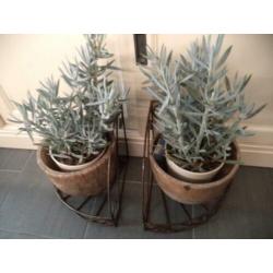 BROCANTE 2 Metalen steunen voor planten of als boekensteun