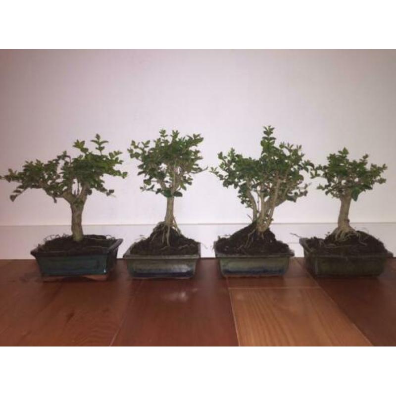Bonsai Ligustrum Liguster indoor tree 20-25cm