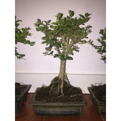Bonsai Ligustrum Liguster indoor tree 20-25cm
