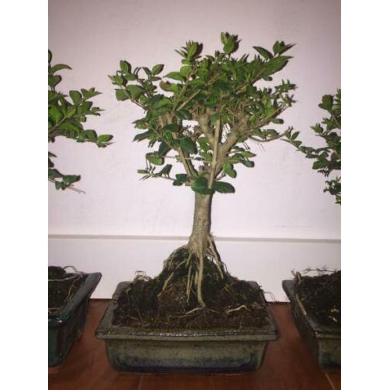 Bonsai Ligustrum Liguster indoor tree 20-25cm