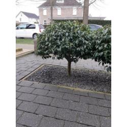 Laurier op stam