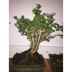 Bonsai Ligustrum Liguster indoor tree 20-25cm