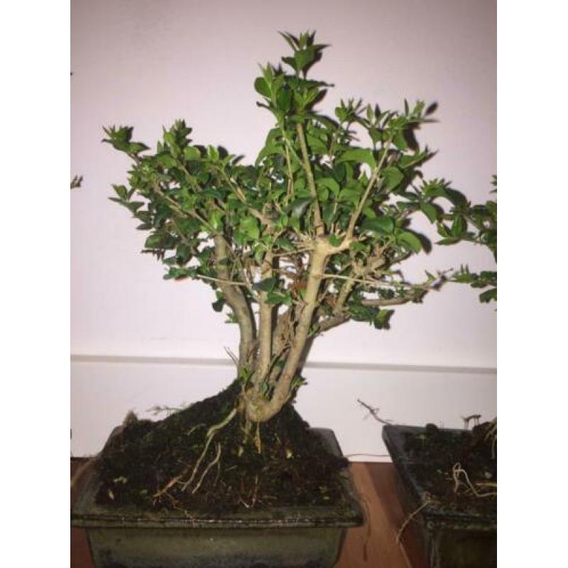 Bonsai Ligustrum Liguster indoor tree 20-25cm