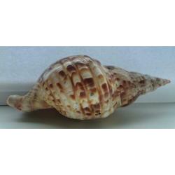 Charonia Variegata slakken schelp