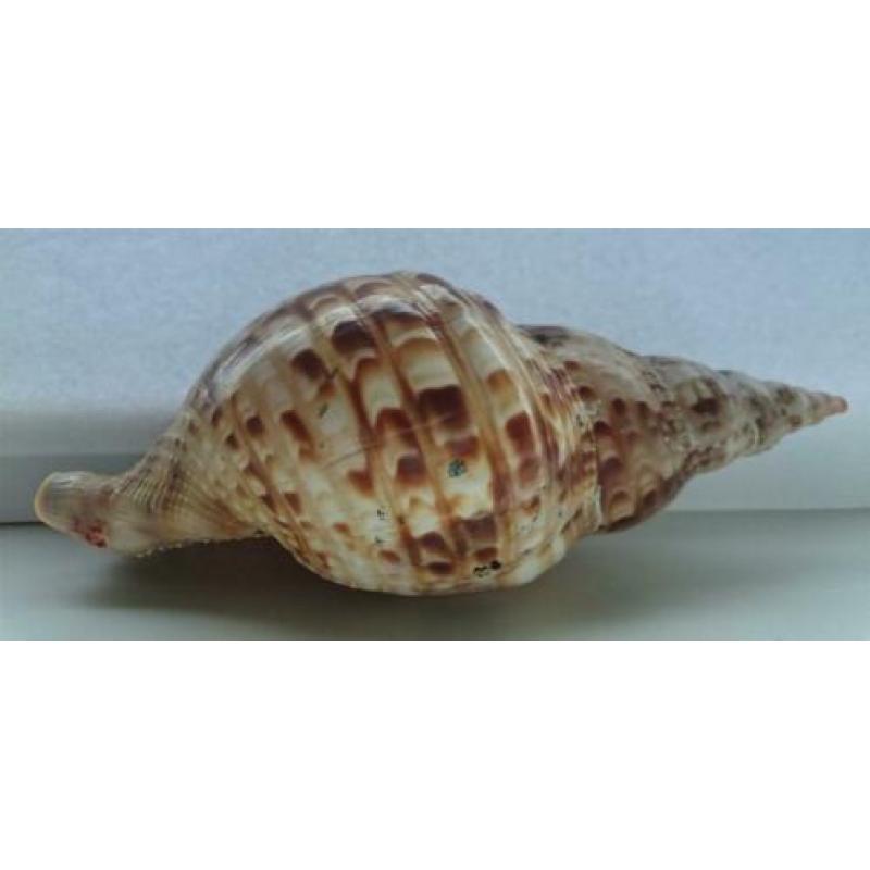 Charonia Variegata slakken schelp