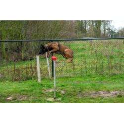Dekreu Mechelse Herder (FCI Stamboom) In Opleiding Ph1