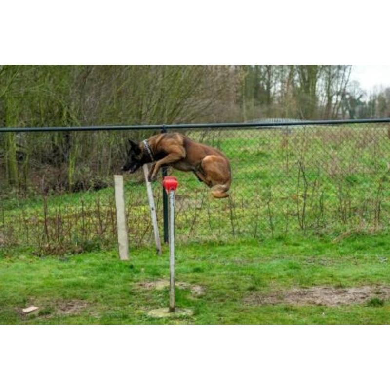 Dekreu Mechelse Herder (FCI Stamboom) In Opleiding Ph1