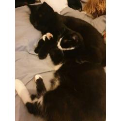 Pepper en Sushi zoeken een nieuw huis
