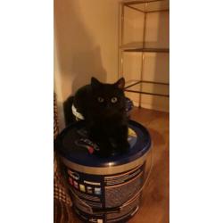 Pepper en Sushi zoeken een nieuw huis