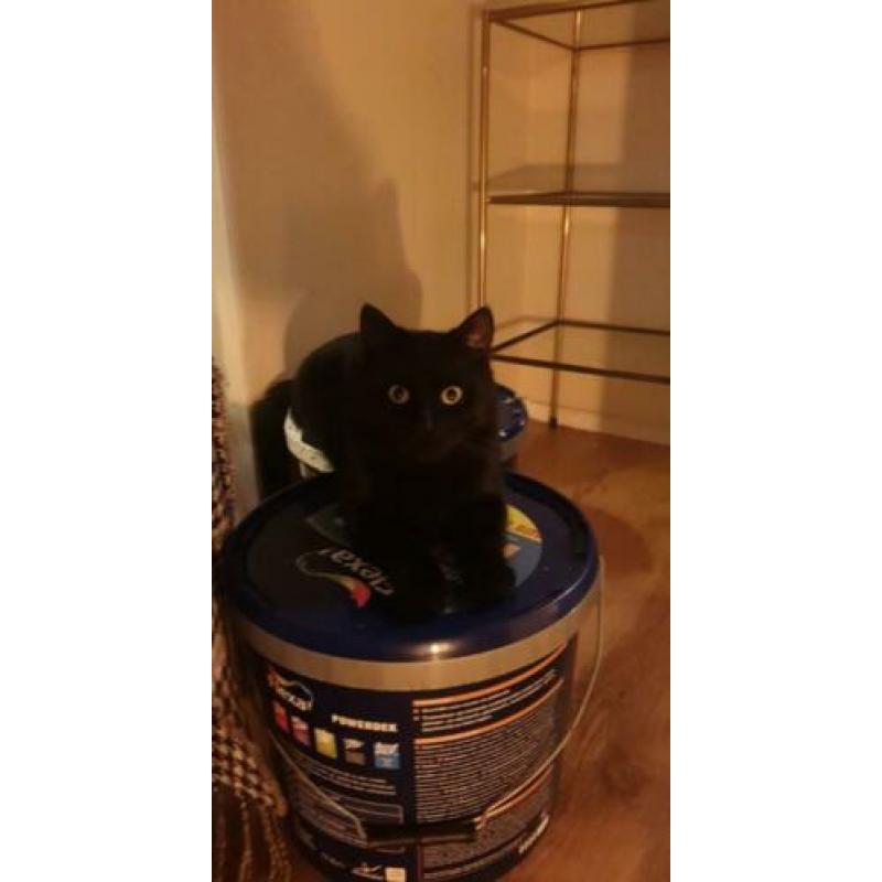 Pepper en Sushi zoeken een nieuw huis