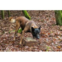 Dekreu Mechelse Herder (FCI Stamboom) In Opleiding Ph1