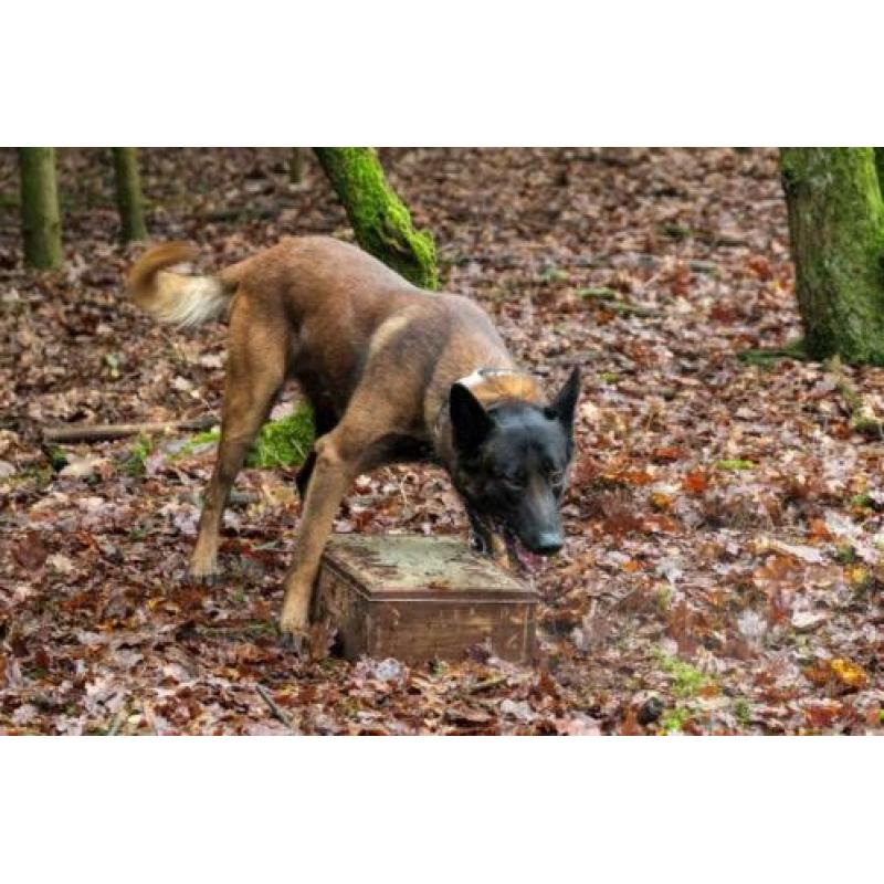 Dekreu Mechelse Herder (FCI Stamboom) In Opleiding Ph1