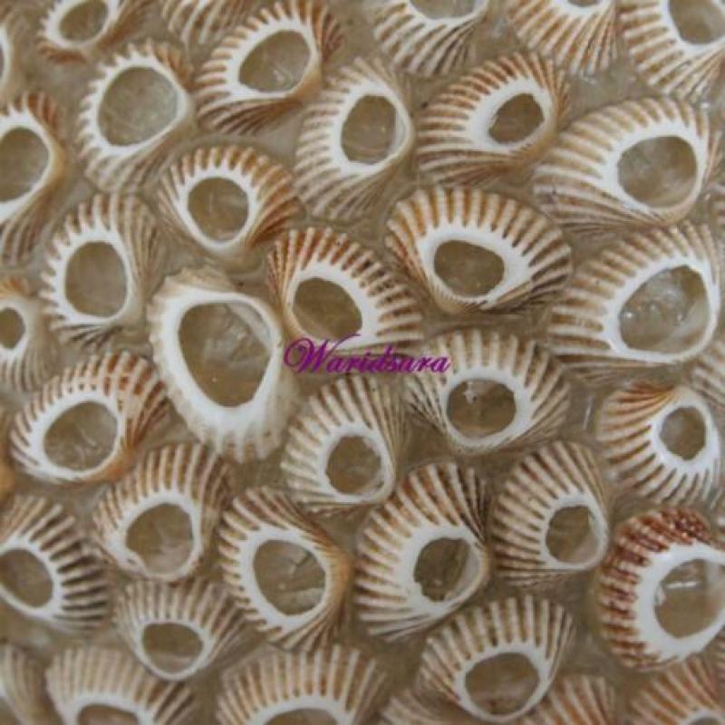 Schelpenlamp Bol - [Type 3]
