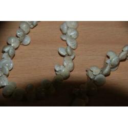 Ketting schelpen wit ( kleinste schelpen).
