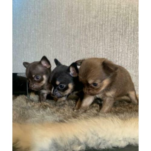 3 knappe chihuahua pups reutjes korthaar en langhaar