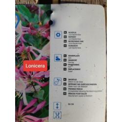 20 x Kamperfoelie STRUIK tuinplanten