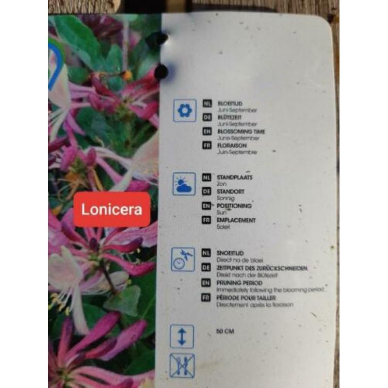 20 x Kamperfoelie STRUIK tuinplanten