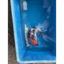 Showa koi 50 cm